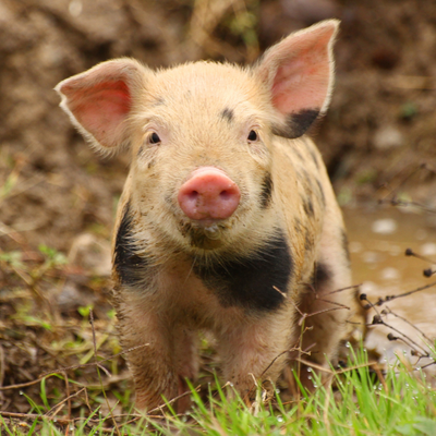 COT's Rare Breeds Centre