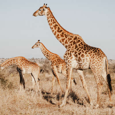 Port Lympne Wild Animal & Safari Park