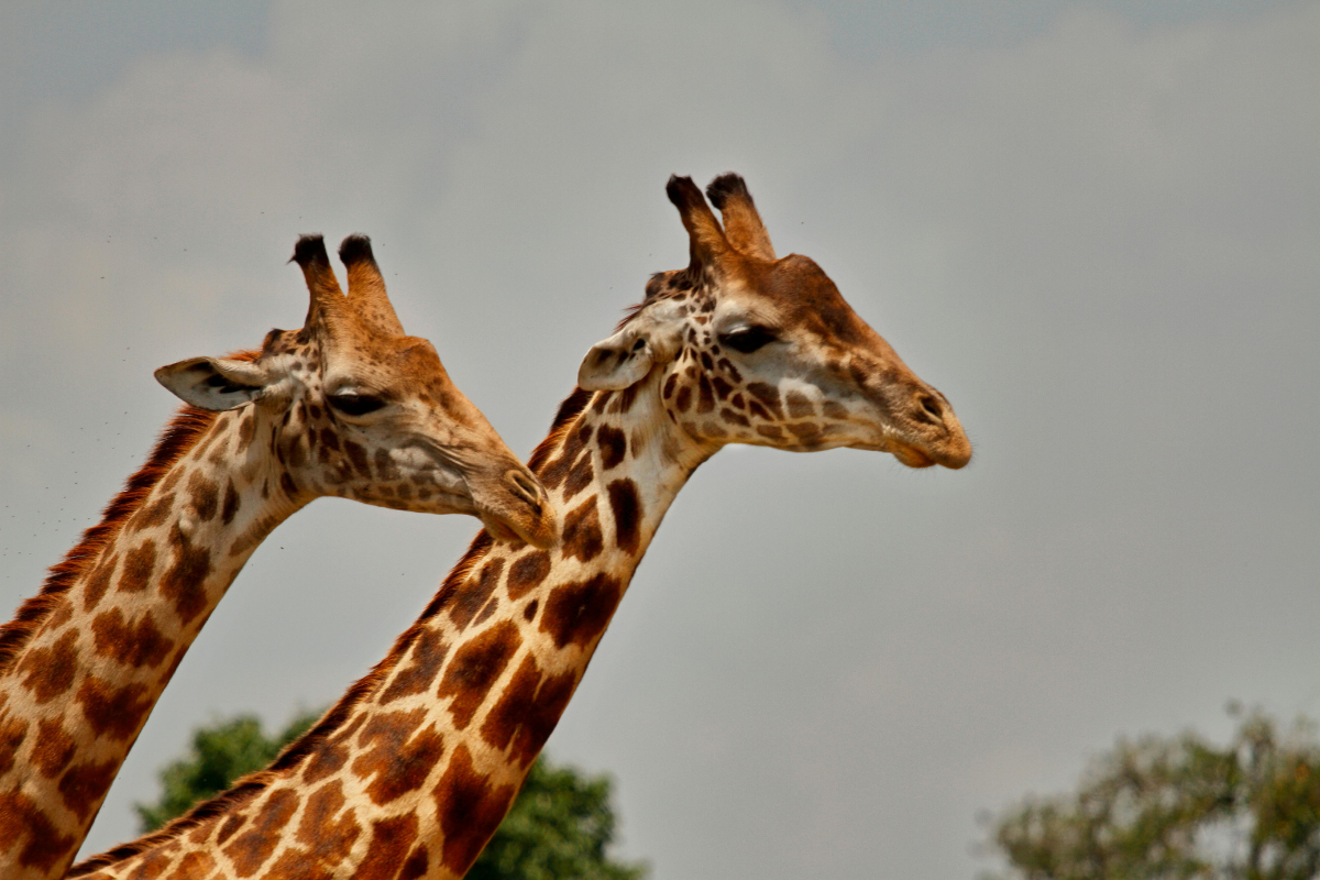 Port Lympne Wild Animal & Safari Park.