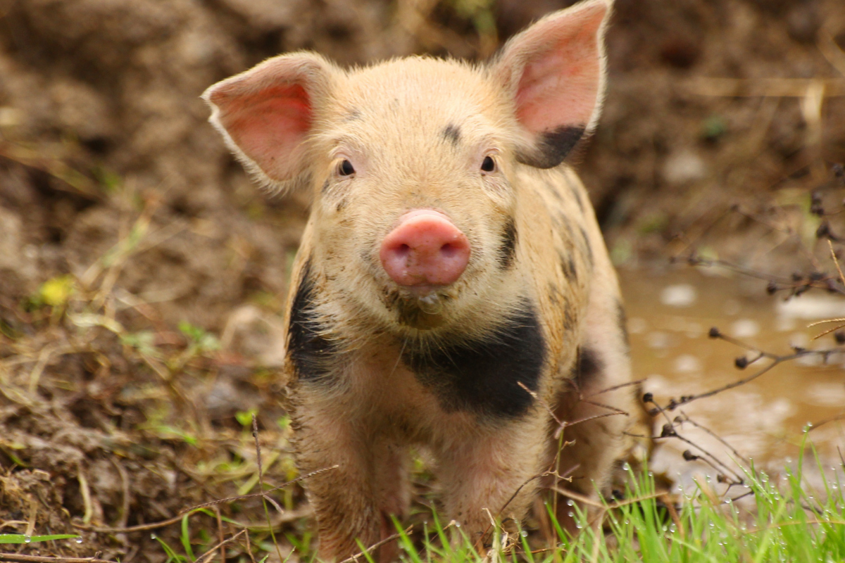 COT's Rare Breeds Centre.