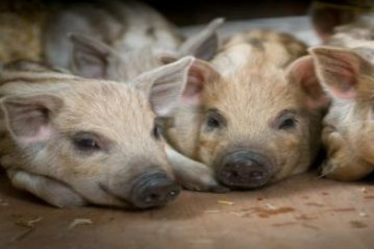 The Rare Breeds Centre.