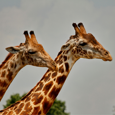 Port Lympne Wild Animal & Safari Park