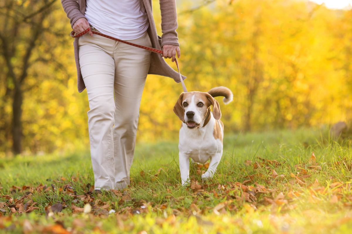 Dog friendly walking routes Ashford