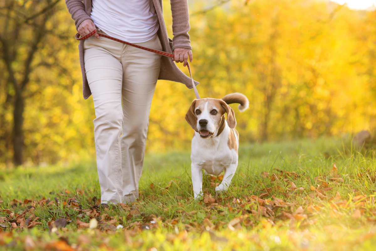 Dog friendly walking routes Ashford.